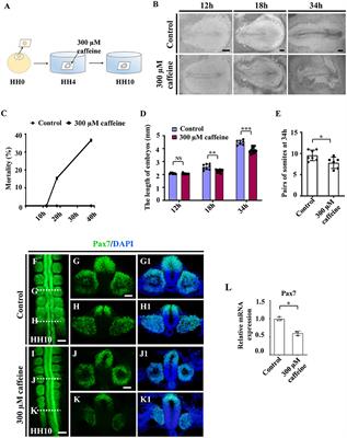 Retinoic Acid Signaling Plays a Crucial Role in Excessive Caffeine Intake-Disturbed Apoptosis and Differentiation of Myogenic Progenitors